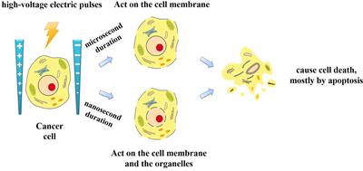 The Safety and Efficacy of Nanosecond Pulsed Electric Field in Patients With Hepatocellular Carcinoma: A Prospective Phase 1 Clinical Study Protocol